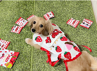 フェルト衣装のレンタルアイテム