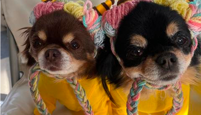 他にはないデザインが素敵!