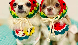 スイカのバブーシュカ